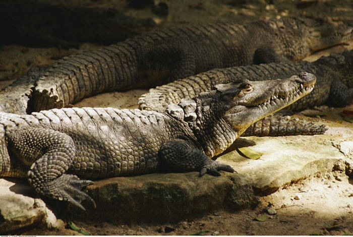 What is the difference between crocodile skin and alligator skin
